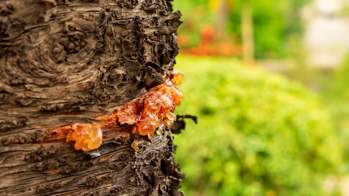 Detailed view of amber-colored resin on a tree trunk with blurred foliage background.